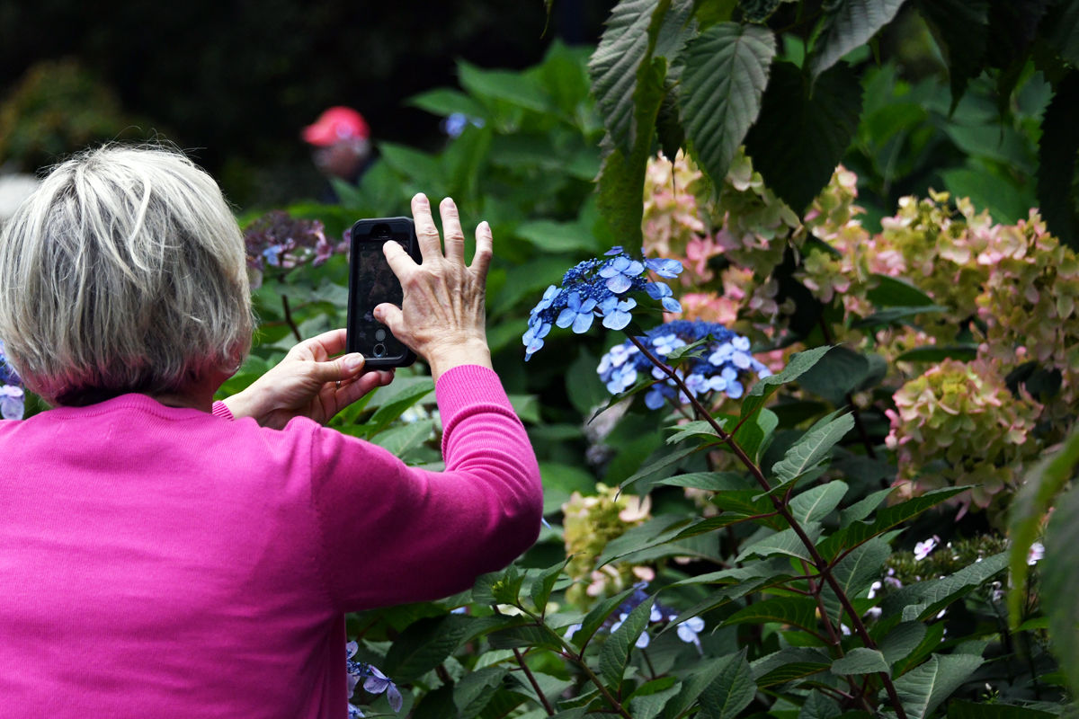 064 Kathie Klute capturing the beauty of the hydrangeas..jpg